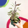 Sage - Salvia officinalis tricolour - Cotswolds Grown Culinary Herbs - Sprouts of Bristol