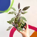 Sage - Salvia officinalis tricolour - Cotswolds Grown Culinary Herbs - Sprouts of Bristol