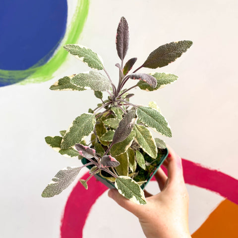 Sage - Salvia officinalis tricolour - Cotswolds Grown Culinary Herbs - Sprouts of Bristol