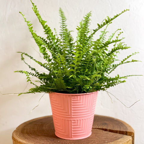 Salmon Pink Geometric Bucket Planter - 13cm - Sprouts of Bristol