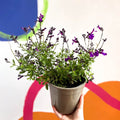 Salvia greggii 'Mirage Deep Purple' - Cotswold Grown Perennial - Sprouts of Bristol