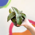 Sansevieria 'Green Star Granite' - Sprouts of Bristol