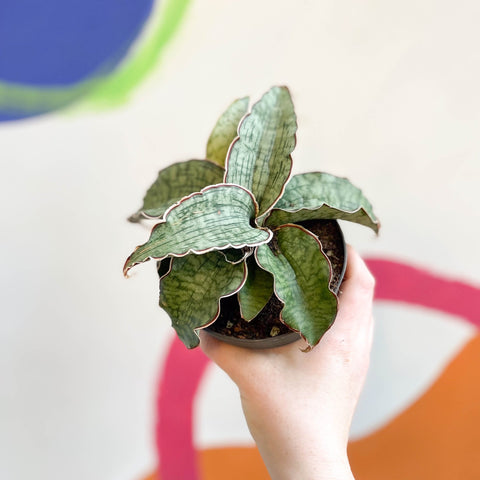 Sansevieria 'Green Star Granite' - Sprouts of Bristol