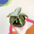 Sansevieria 'Green Star Granite' - Sprouts of Bristol