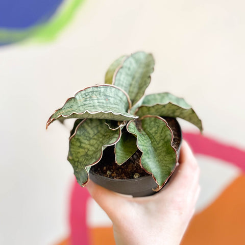 Sansevieria 'Green Star Granite' - Sprouts of Bristol