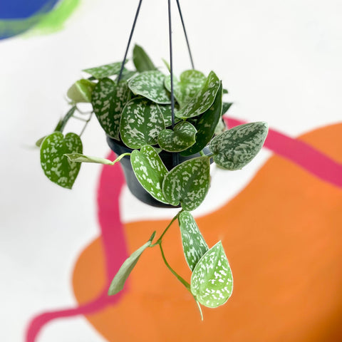 Satin Pothos - Scindapsus pictus 'Argyraeus' - Sprouts of Bristol