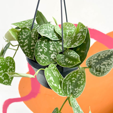 Satin Pothos - Scindapsus pictus 'Argyraeus' - Sprouts of Bristol
