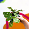 Satin Pothos - Scindapsus pictus 'Argyraeus' - Sprouts of Bristol
