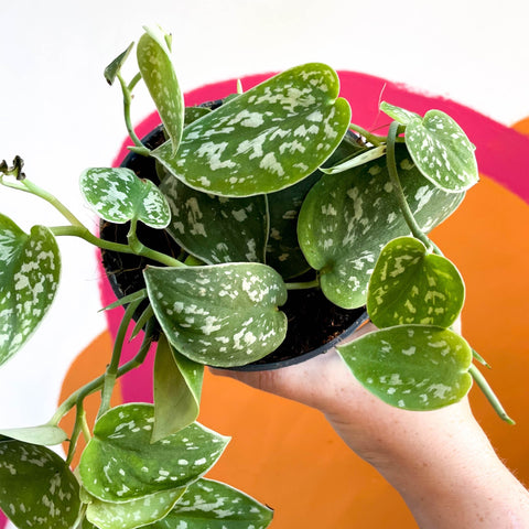 Satin Pothos - Scindapsus pictus 'Argyraeus' - Sprouts of Bristol