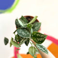 Satin Pothos - Scindapsus pictus 'Argyraeus' - British Grown - Sprouts of Bristol