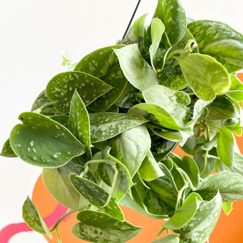 Satin Pothos - Scindapsus pictus 'Silvery Anne' - Sprouts of Bristol