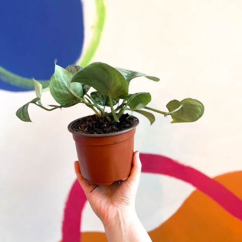 Satin Pothos - Scindapsus pictus 'Trebie' - British Grown - Sprouts of Bristol