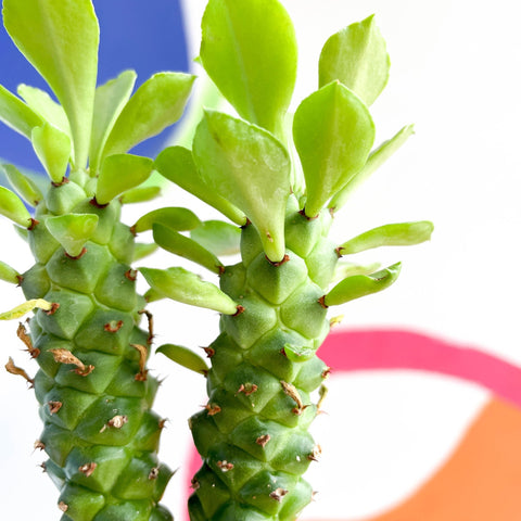 Sausage Spurge - Monadenium guentheri - Sprouts of Bristol