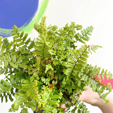Scaly Male Fern - Dryopteris affinis 'Cristata The King' - British Grown - Hardy Semi Evergreen Fern - Sprouts of Bristol