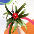 Scarlet Star Bromeliad - Guzmania 'Priscilla' - Sprouts of Bristol