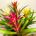Scarlet Star - Guzmania - Bromeliad - Sprouts of Bristol