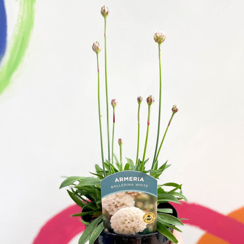 Sea Thrift - Armeria pseudarmeria 'Ballerina White' - British Grown Evergreen Perennial Alpine - Sprouts of Bristol