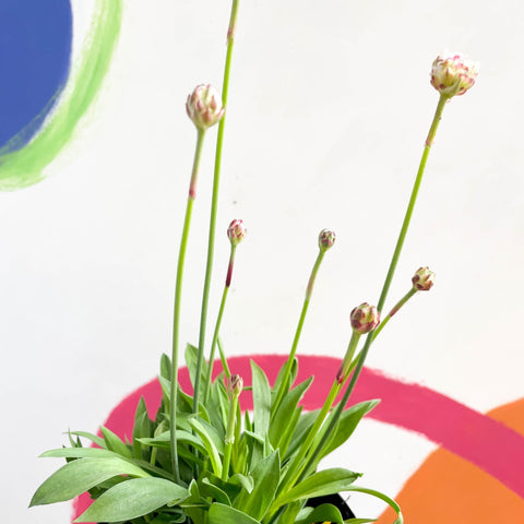 Sea Thrift - Armeria pseudarmeria 'Ballerina White' - British Grown Evergreen Perennial Alpine - Sprouts of Bristol