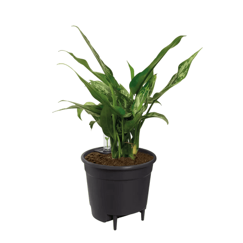 Self-Watering Insert - Sprouts of Bristol