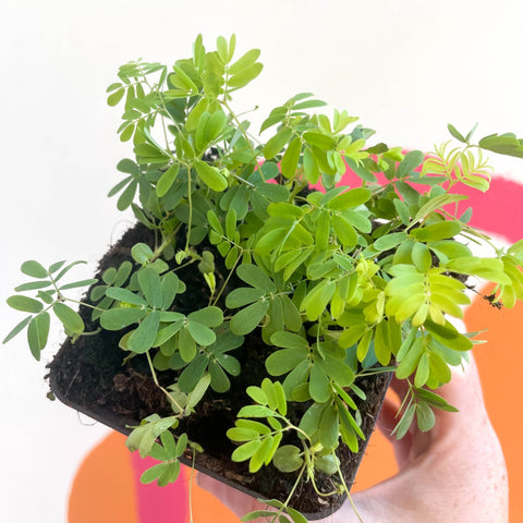 Sensitive Plant - Mimosa pudica - Sprouts of Bristol