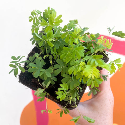 Sensitive Plant - Mimosa pudica - Sprouts of Bristol