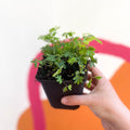 Sensitive Plant - Mimosa pudica - Sprouts of Bristol