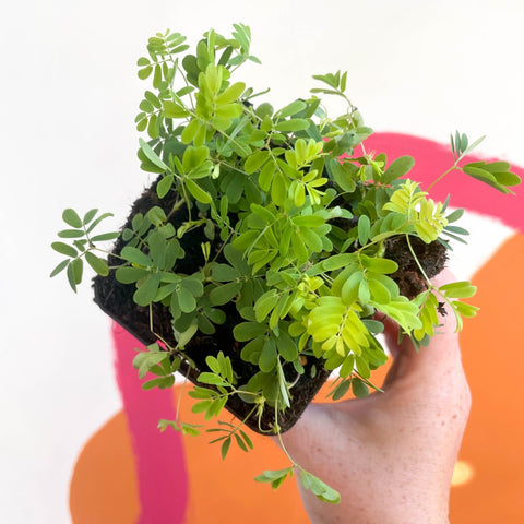 Sensitive Plant - Mimosa pudica - Sprouts of Bristol