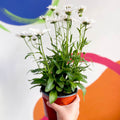 Shasta Daisy - Leucanthemum × superbum ‘Snow Lady’ - Sprouts of Bristol