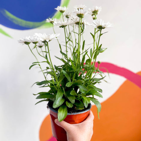 Shasta Daisy - Leucanthemum × superbum ‘Snow Lady’ - Sprouts of Bristol