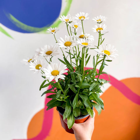 Shasta Daisy - Leucanthemum × superbum ‘Snow Lady’ - Sprouts of Bristol