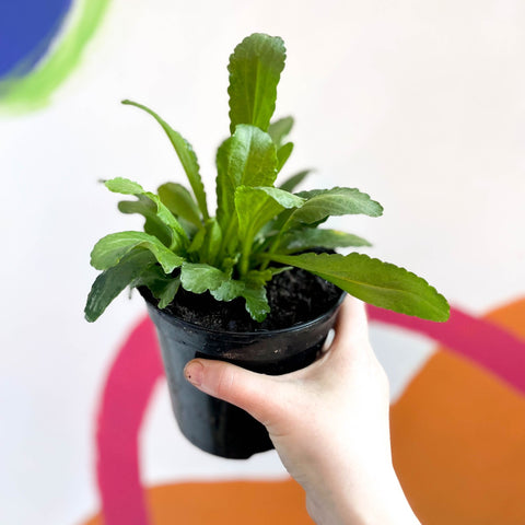 Shasta Daisy - Leucanthemum x superbum 'Crazy Daisy' - British Grown Herbaceous Perennial - Sprouts of Bristol
