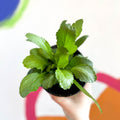 Shasta Daisy - Leucanthemum x superbum 'Crazy Daisy' - British Grown Herbaceous Perennial - Sprouts of Bristol