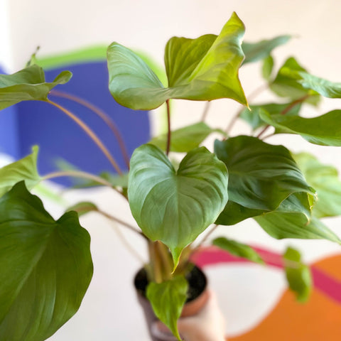 Shield Plant - Homalomena rubescens 'Maggy' - Sprouts of Bristol