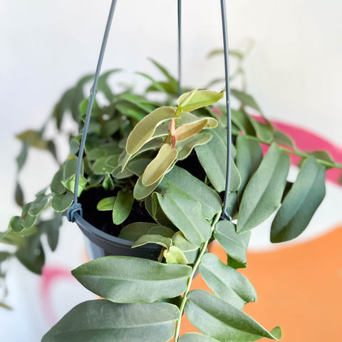 Shingling Vine - Marcgravia umbulata - Sprouts of Bristol
