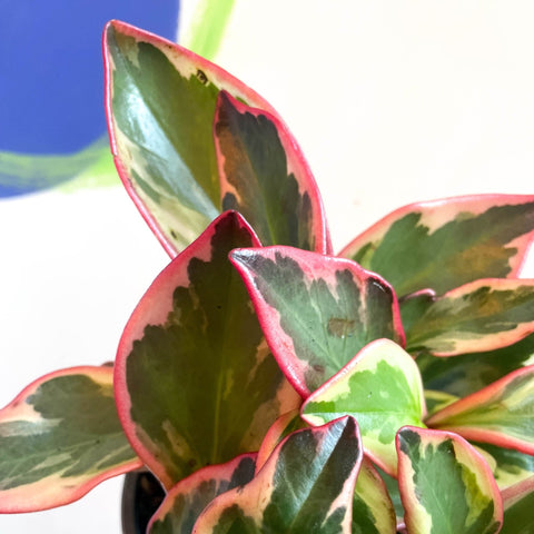 Shining Bush Plant - Peperomia clusifolia 'Ginny' - British Grown - Sprouts of Bristol