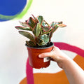 Shining Bush Plant - Peperomia clusifolia 'Ginny' - British Grown - Sprouts of Bristol