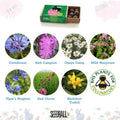 Short-Haired Bumblebee Seedball Box - Sprouts of Bristol