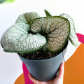 Siberian Bugloss - Brunnera macrophylla 'Silver Heart' - Sprouts of Bristol
