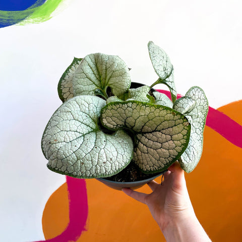 Siberian Bugloss - Brunnera macrophylla 'Silver Heart' - Sprouts of Bristol