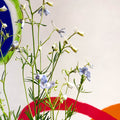 Siberian Larkspur - Delphinium grandiflorum - Sprouts of Bristol