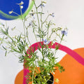 Siberian Larkspur - Delphinium grandiflorum - Sprouts of Bristol