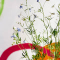 Siberian Larkspur - Delphinium grandiflorum - Sprouts of Bristol