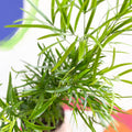 Sicklethorn Fern - Asparagus falcatus - Sprouts of Bristol