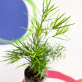 Sicklethorn Fern - Asparagus falcatus - Sprouts of Bristol