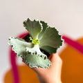 Silver Crown Plant - Cotyledon undulata - Sprouts of Bristol