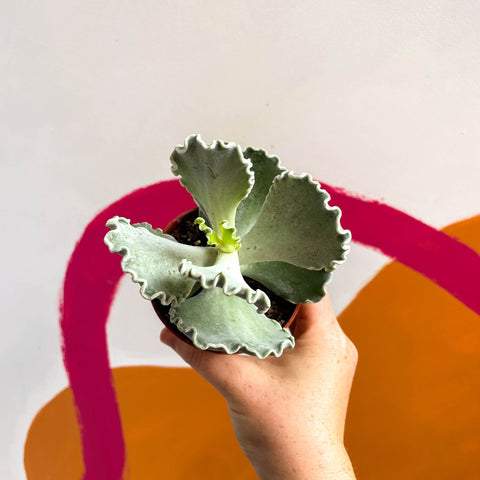 Silver Crown Plant - Cotyledon undulata - Sprouts of Bristol