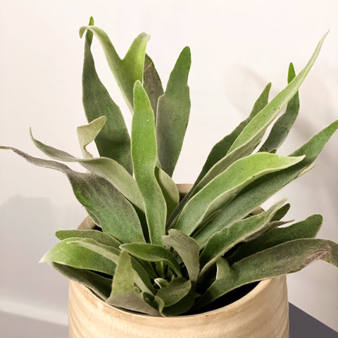 Silver Elkhorn Fern - Platycerium veitchii - Sprouts of Bristol