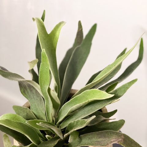 Silver Elkhorn Fern - Platycerium veitchii - Sprouts of Bristol