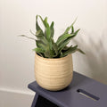 Silver Elkhorn Fern - Platycerium veitchii - Sprouts of Bristol