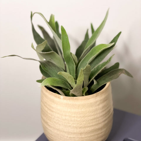 Silver Elkhorn Fern - Platycerium veitchii - Sprouts of Bristol